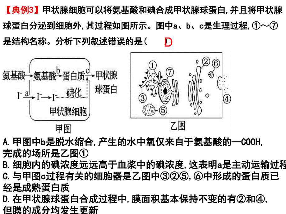 第四章 物质跨膜运输的方式（一轮复习）课件_第1页