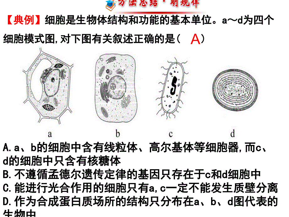 第四章 物质跨膜运输的方式（一轮复习）课件_第2页