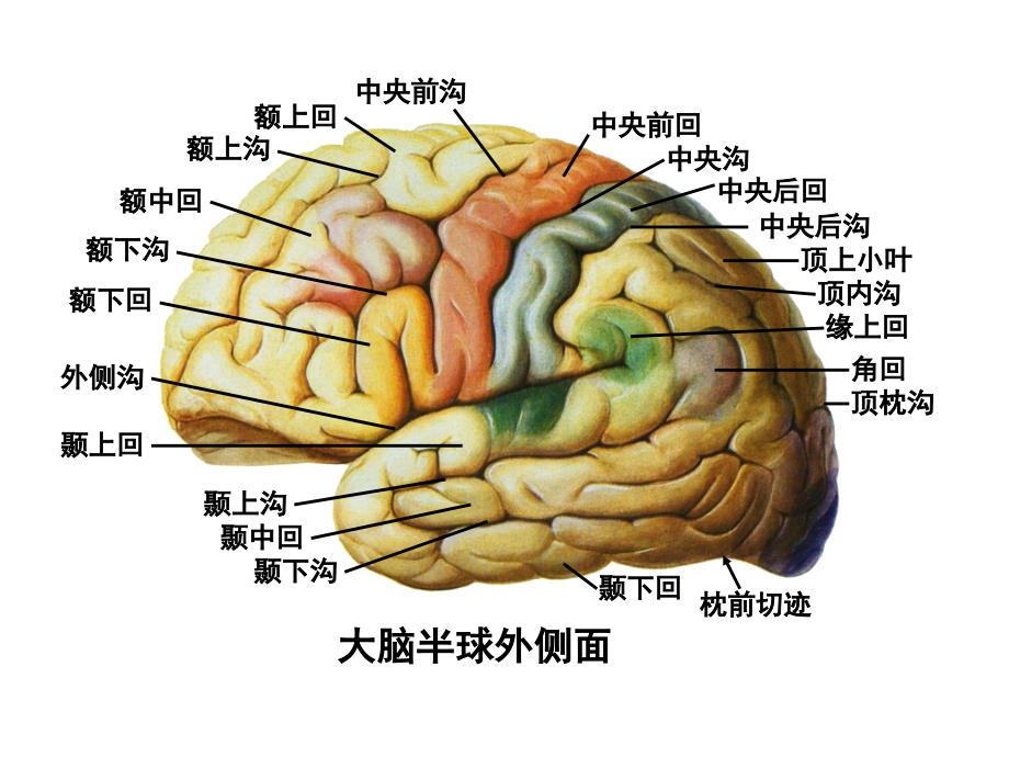 （三）大脑皮质功能定位课件_第2页