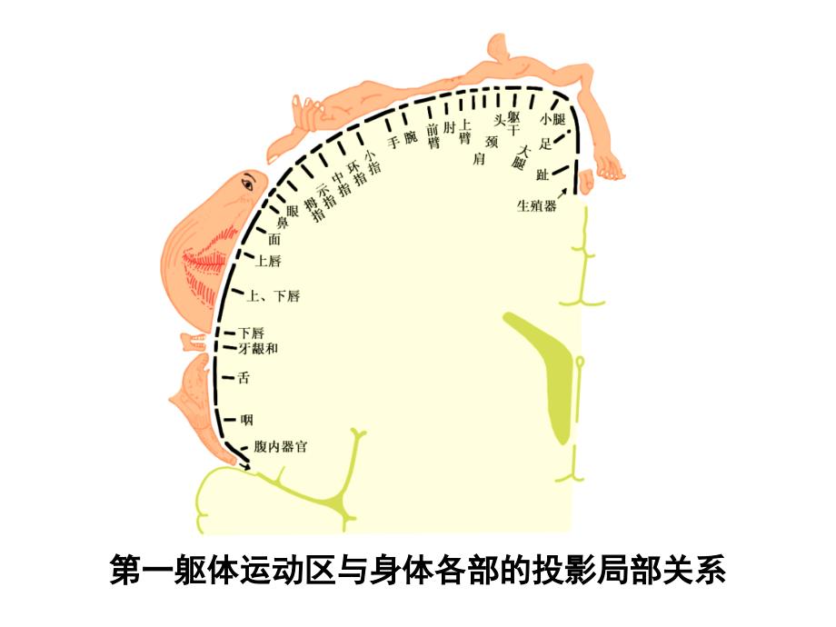 （三）大脑皮质功能定位课件_第4页