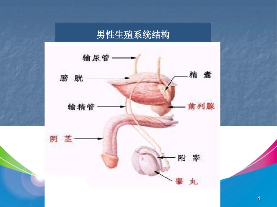 常见男科疾病的诊断与治疗ppt课件_第4页