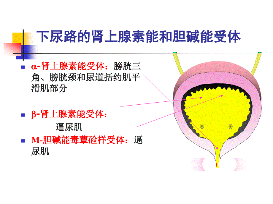 精品压力性尿失禁的非手术治疗课件_第4页