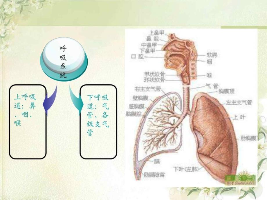 肺叶切除术手术配合图文课件_2_第3页