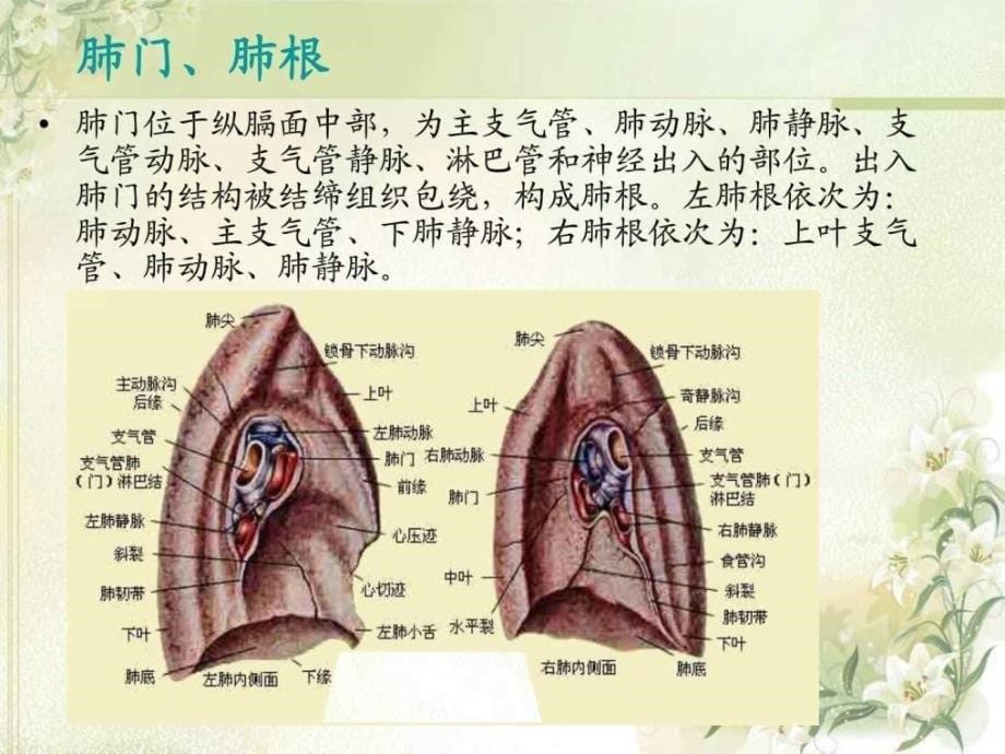 肺叶切除术手术配合图文课件_2_第5页