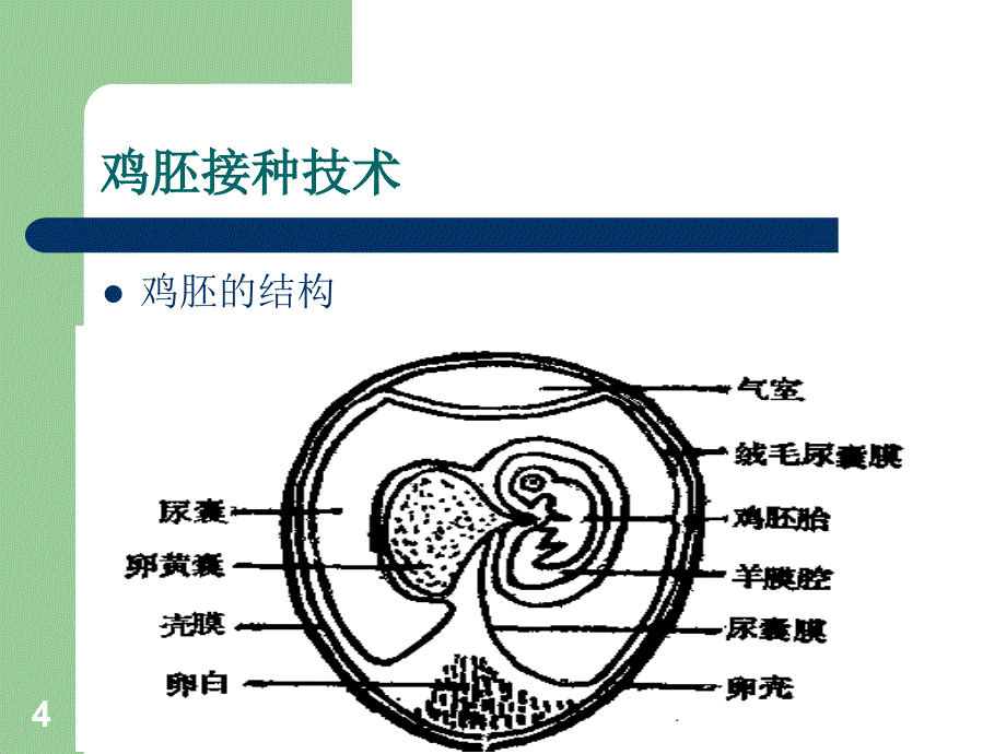 病原学检查技术PPT课件_第4页