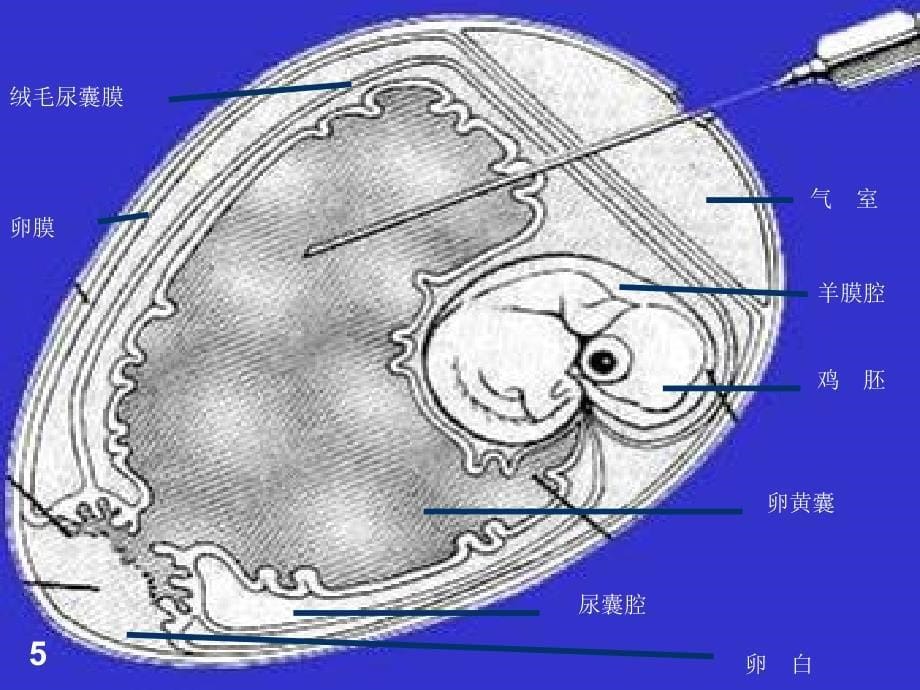 病原学检查技术PPT课件_第5页