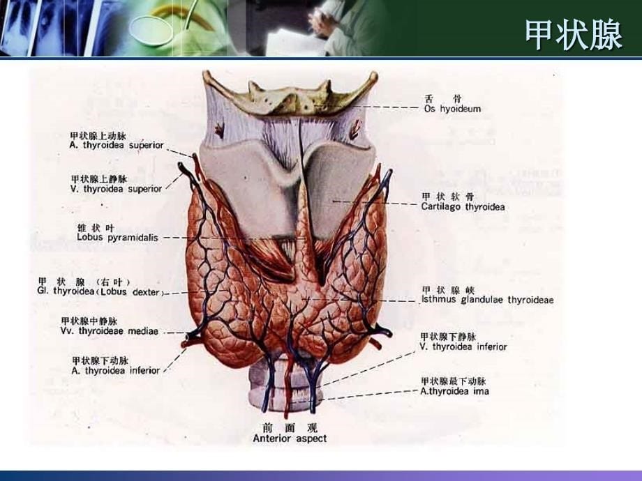 甲状腺相关激素检测临床意义_第5页