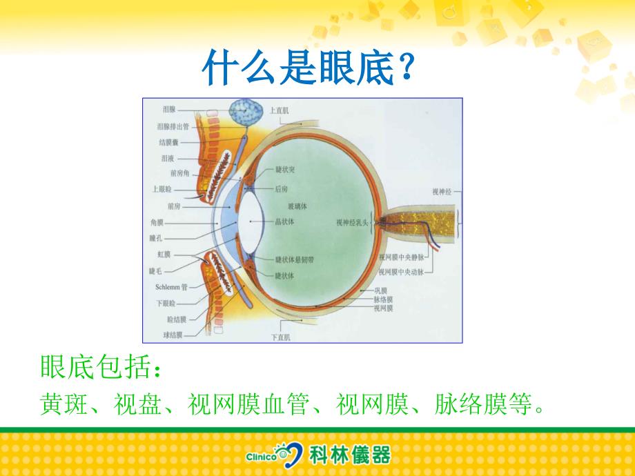 眼底病基础2015_1课件_第2页