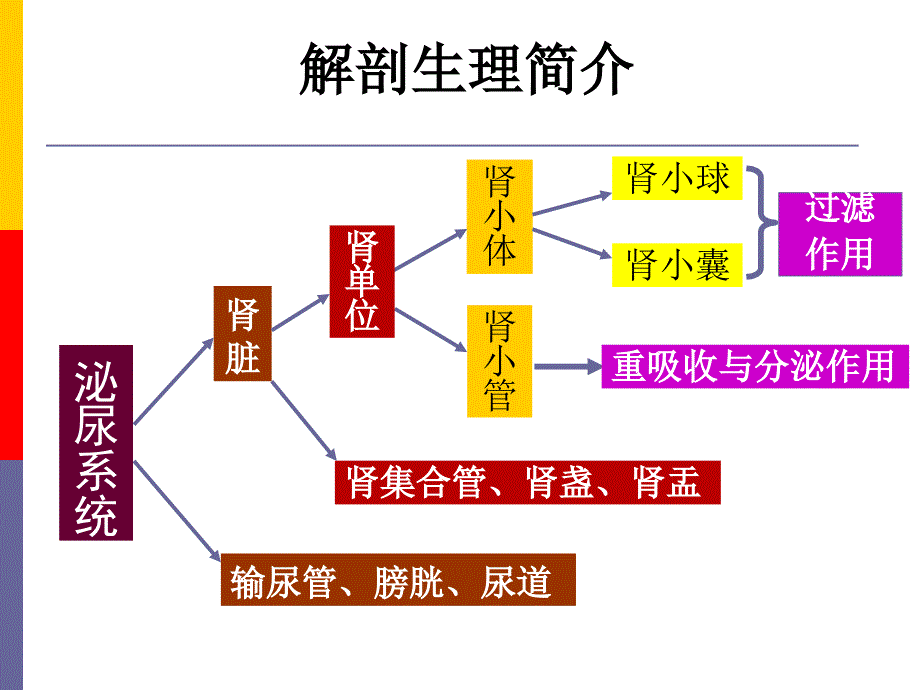 泌尿系统ppt演示课件_第2页