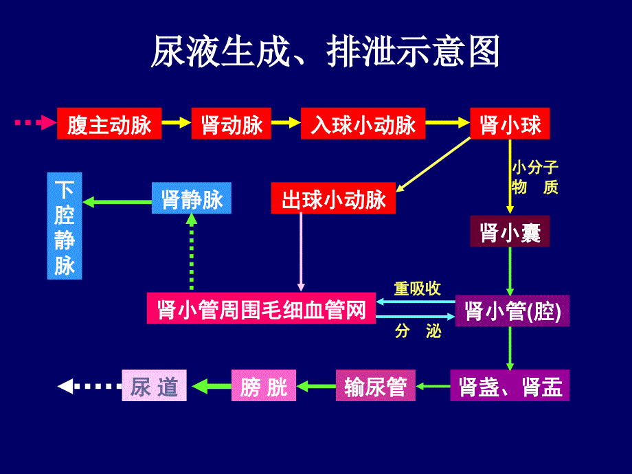 泌尿系统ppt演示课件_第3页