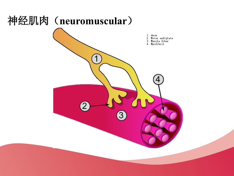 重_ 症   肌  无  力课件_第2页