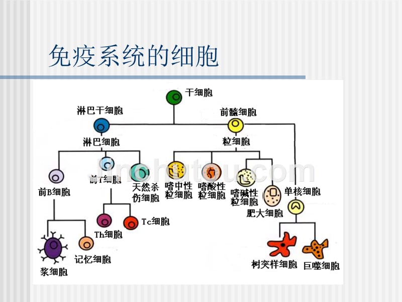 淋巴细胞亚群临床应用_第3页