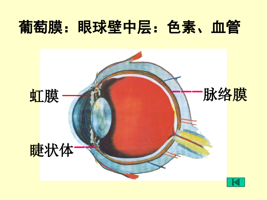 眼科学葡萄膜病（五官）课件_第3页