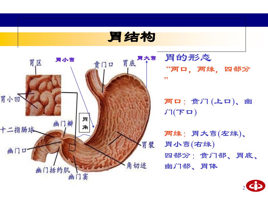 胃炎概论课件_第2页