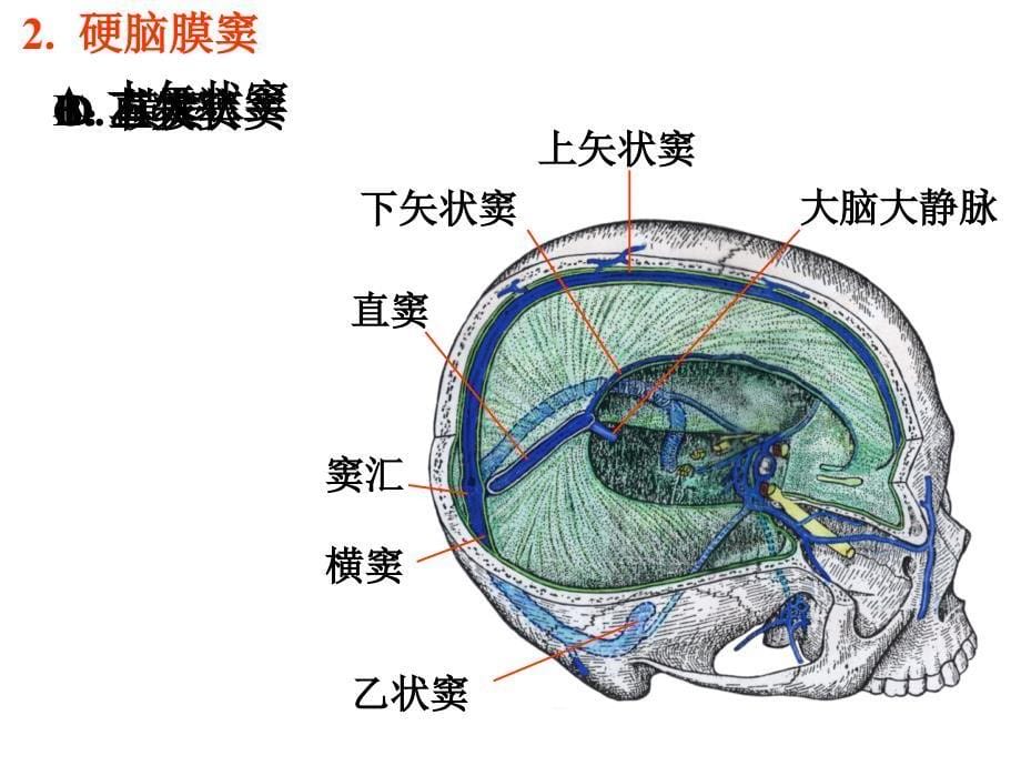 脑膜脑池脑室课件_第5页