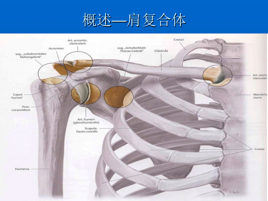 肩关节周围炎的康复治疗课件_第3页