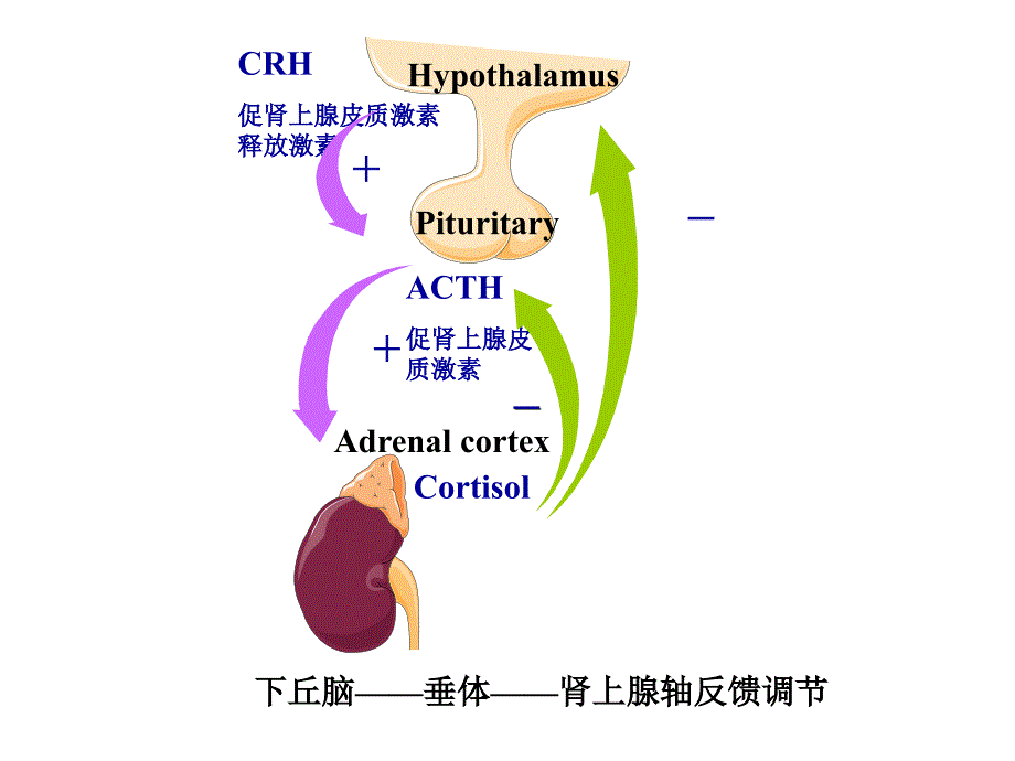 肾上腺皮质功能亢进与减退2014课件_第4页