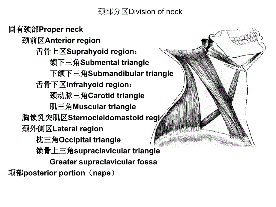 颈部应用解剖学课件_第4页