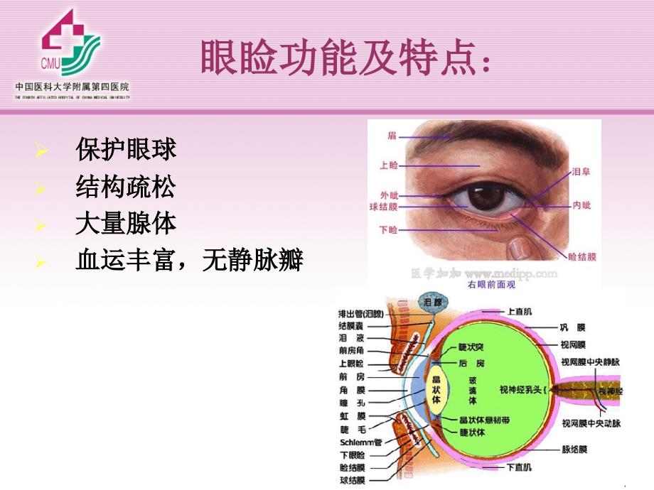 第四章_眼睑病课件_第2页