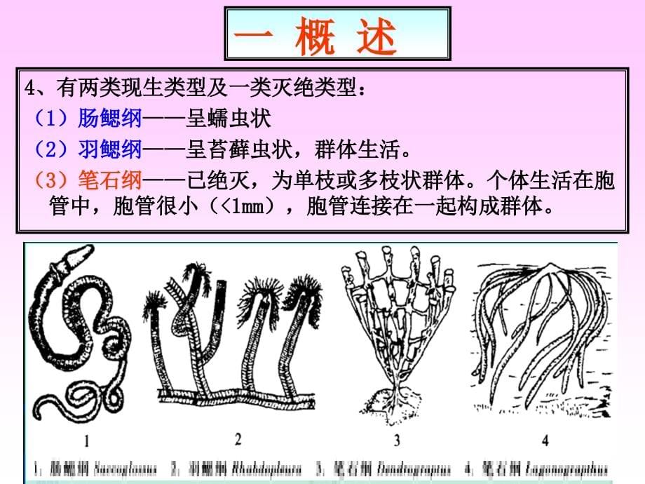 生物学10_半索动物门himichordata含牙形石课件_第5页