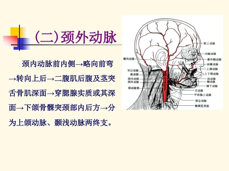 精品口腔颌面部课件_第5页