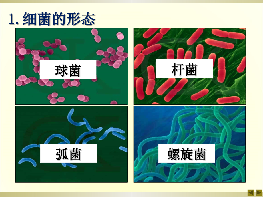 课题1微生物实验室培养3.2_第4页