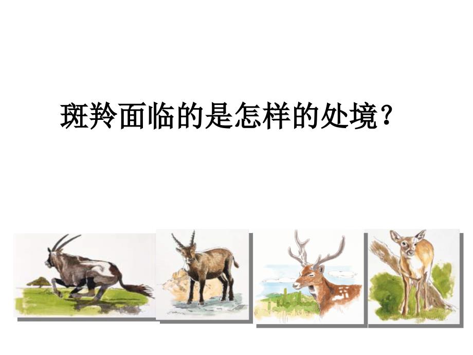 （课件）斑羚是羚羊的一种因为喉部有一块白斑所以叫斑羚它_第4页