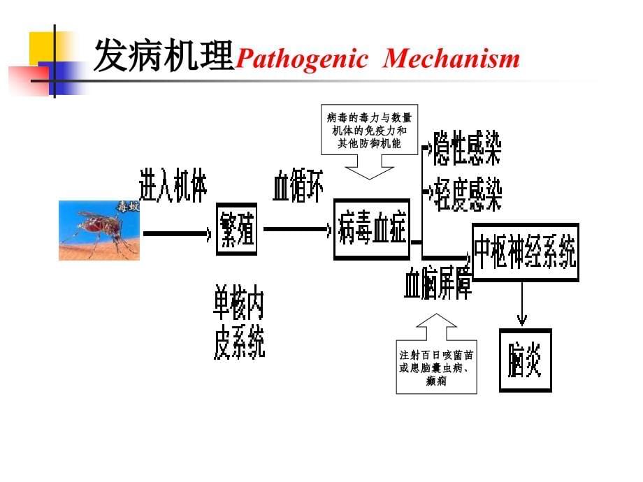 流行性乙型脑炎方案课件_第5页