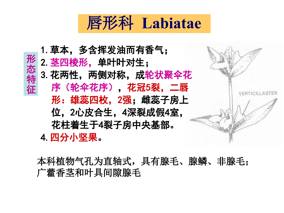 药用植物学与生药学28唇形科ppt课件_第3页