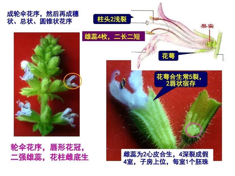 药用植物学与生药学28唇形科ppt课件_第5页