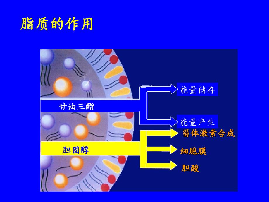 血脂代谢基础与药物性降脂治疗（赵水平）课件_第2页