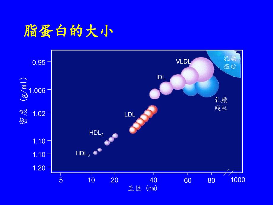 血脂代谢基础与药物性降脂治疗（赵水平）课件_第3页