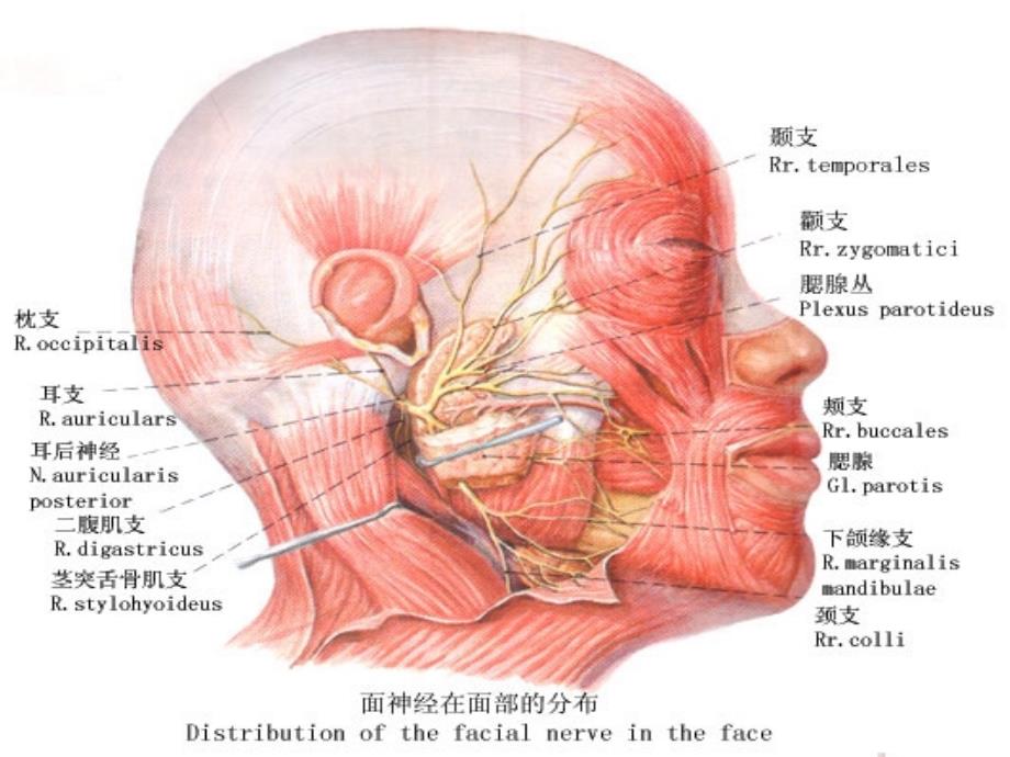 面神经疾病耳及侧颅底肿瘤（精品）课件_第2页