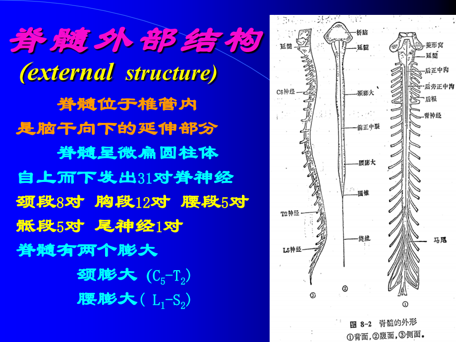 脊髓病 变课件_第3页