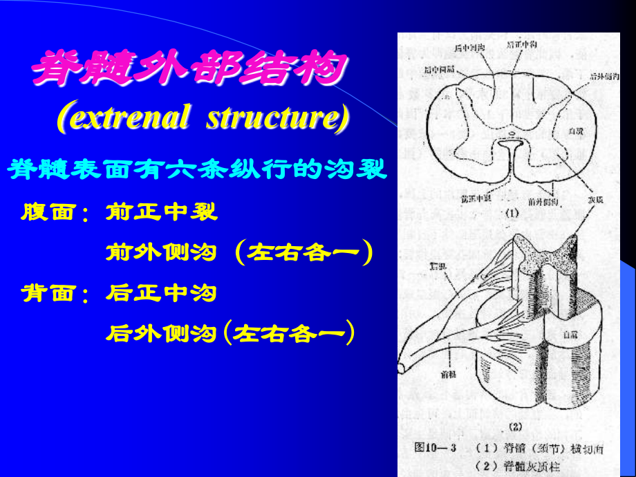 脊髓病 变课件_第4页