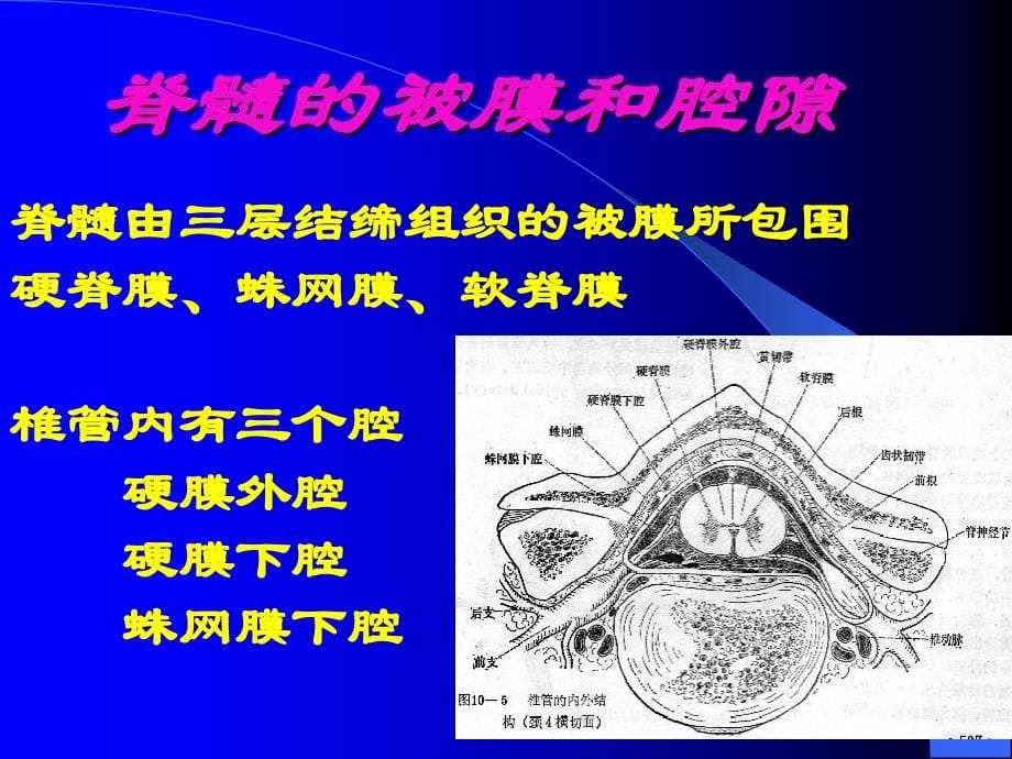 脊髓病 变课件_第5页