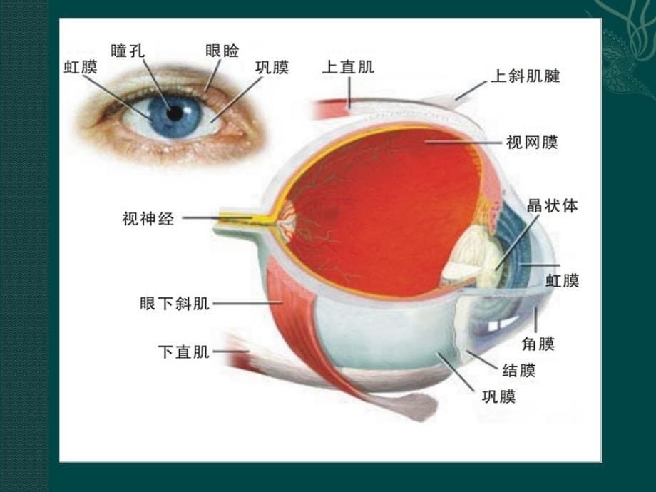 眼球解剖基础课件_第5页
