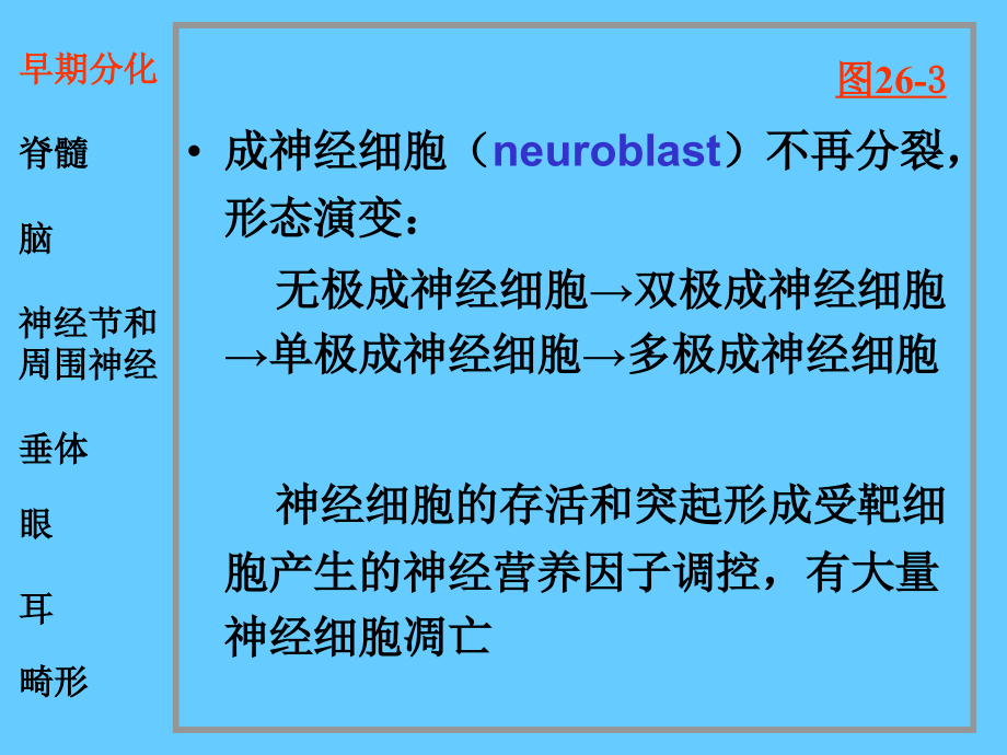 脑脑神经系统神经系统和眼耳的发生课件_第4页