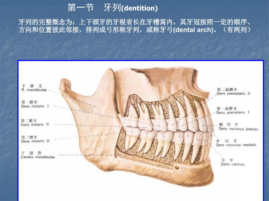 牙列牙合颌位课件_第2页