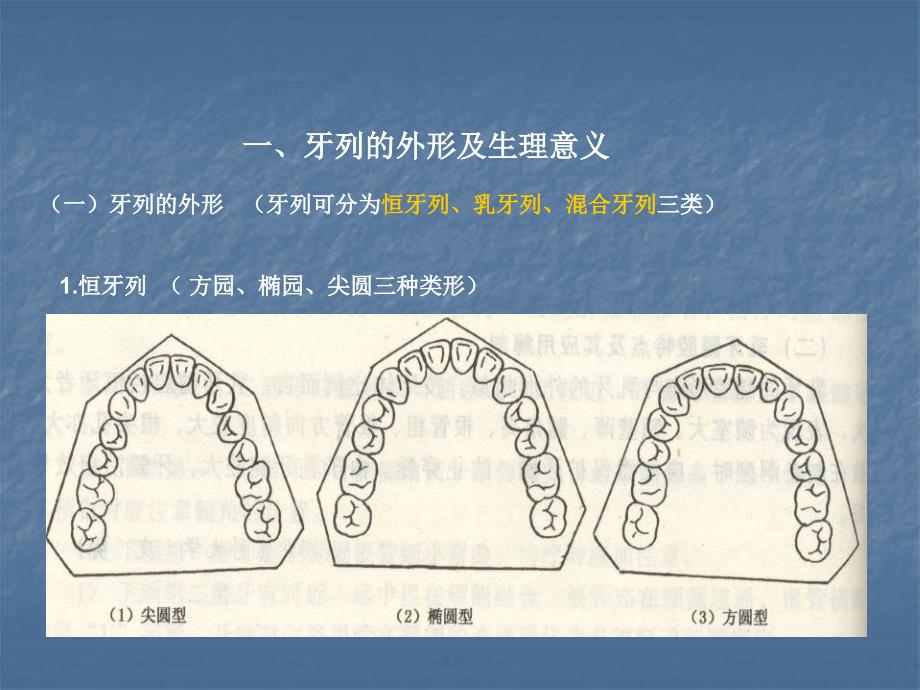 牙列牙合颌位课件_第3页