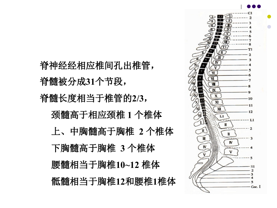 脊髓疾病2002  遵义医学院主页课件_第3页