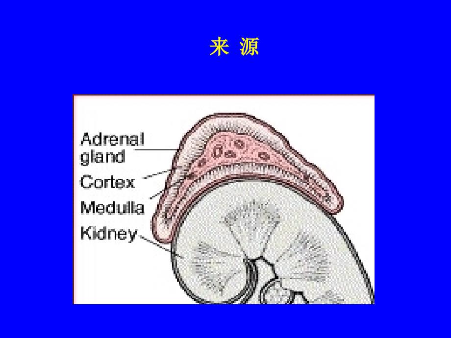 糖皮质激素（本）课件_第2页