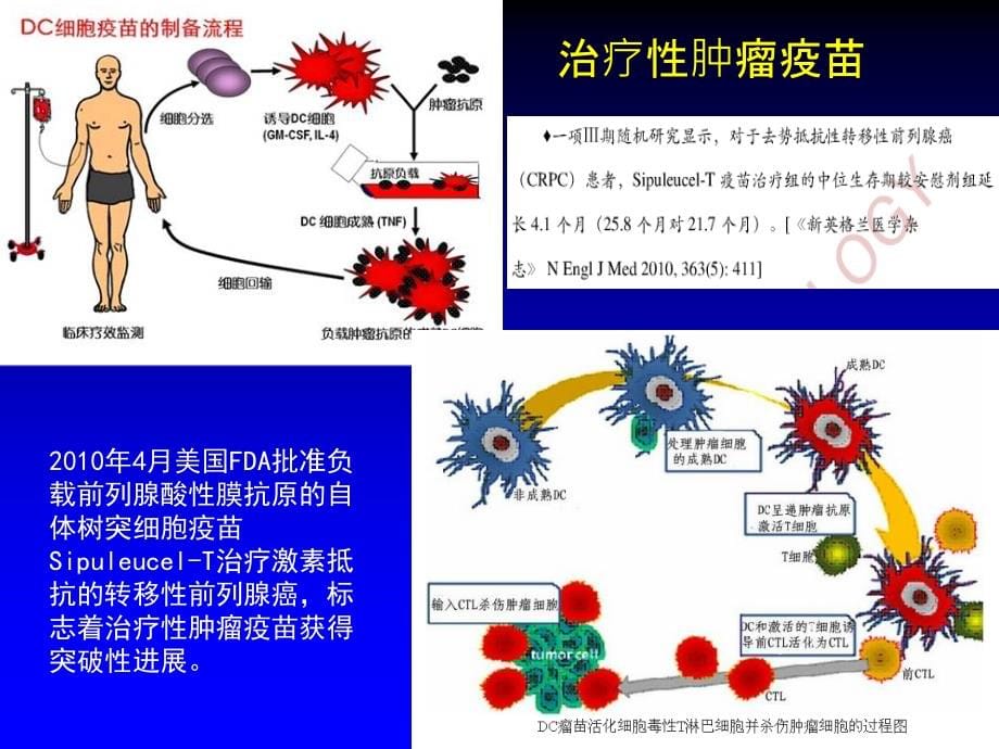 肿瘤的免疫治疗和疗效评价课件_第5页