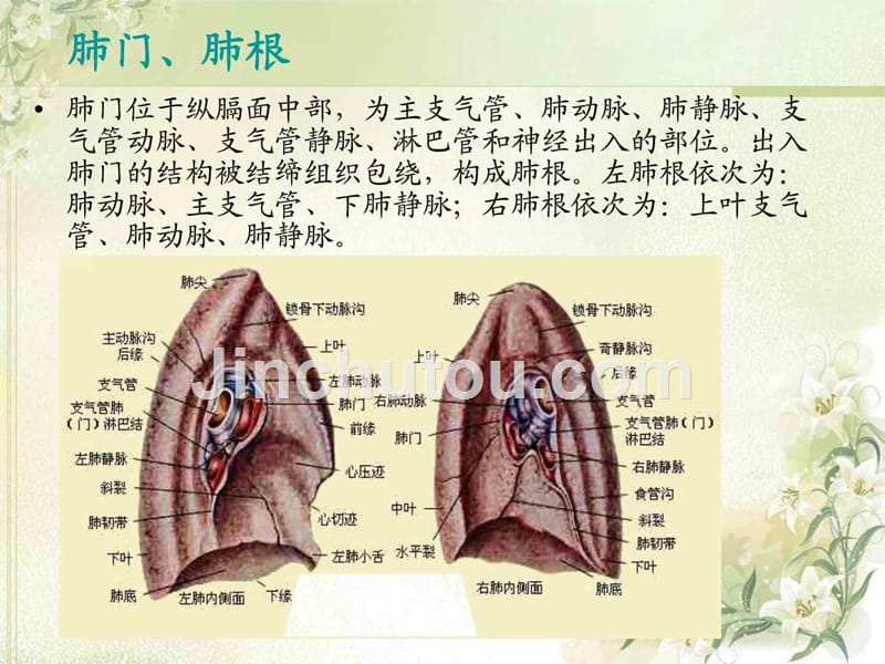 肺叶切除术手术配合图文课件_第5页