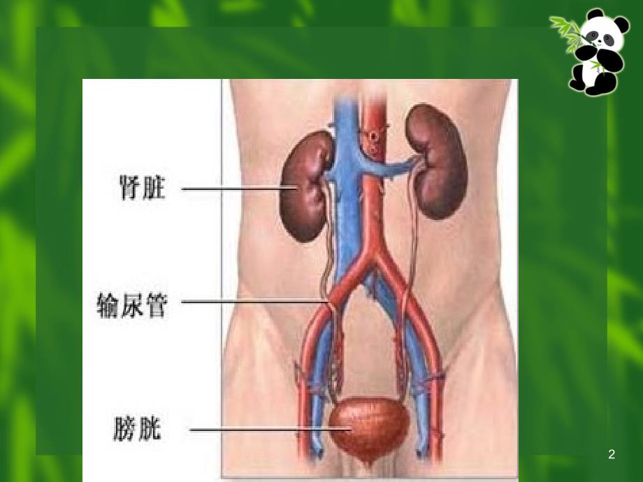 肾源性水肿的护理课件_第2页