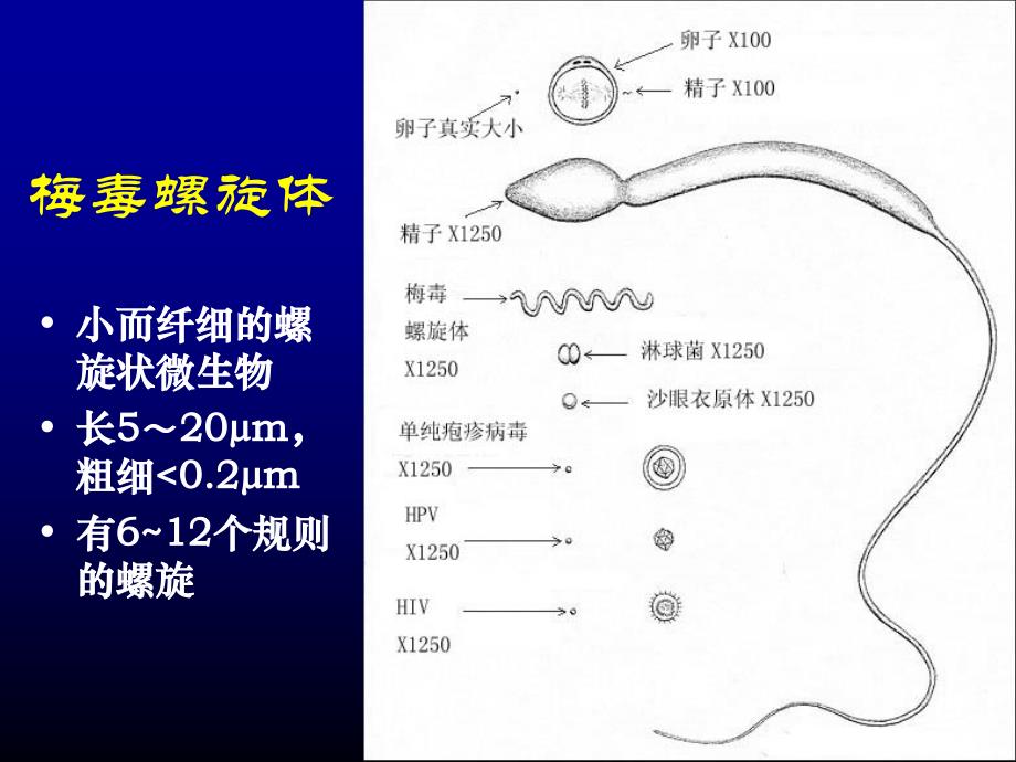 常见性病的诊疗PPT课件_第3页