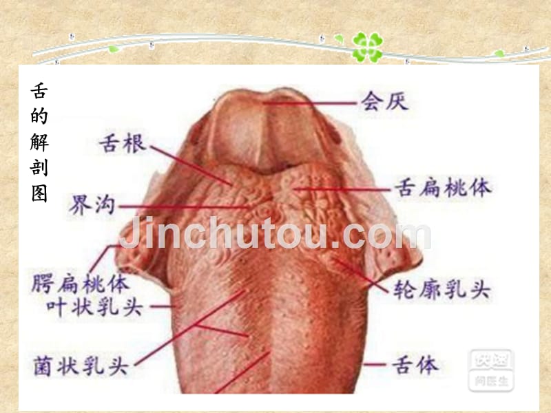 舌癌术前术后护理课件_第4页