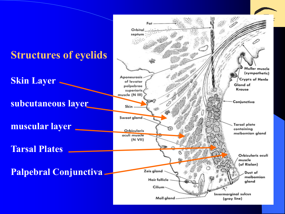 眼睑泪器病_2课件_第3页