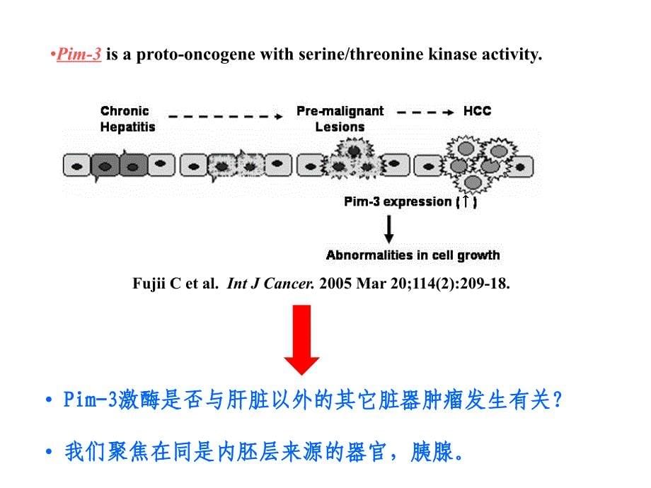 医学原癌基因pim3在胰腺癌发生中的作用机制以及分子靶向治课件_第5页