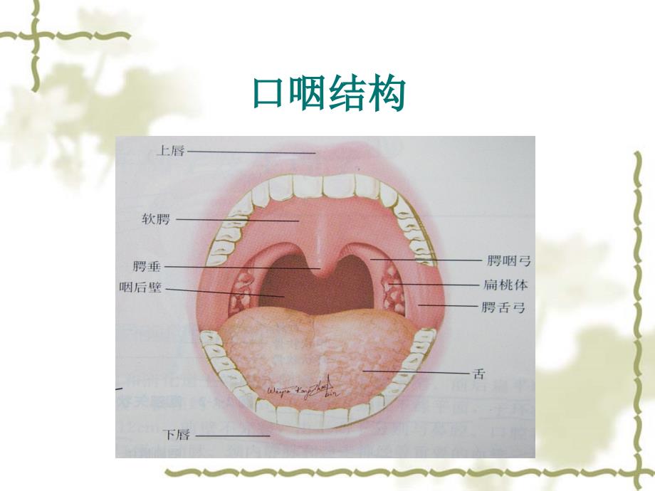 急性扁桃体炎图文课件_第3页